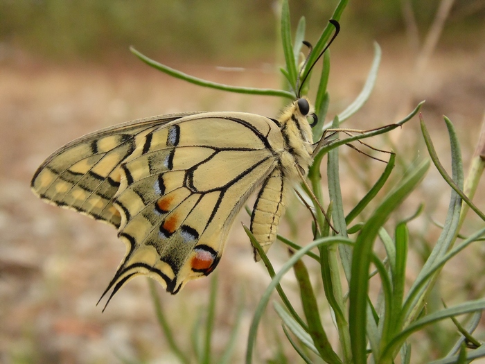 Papilio machaon
